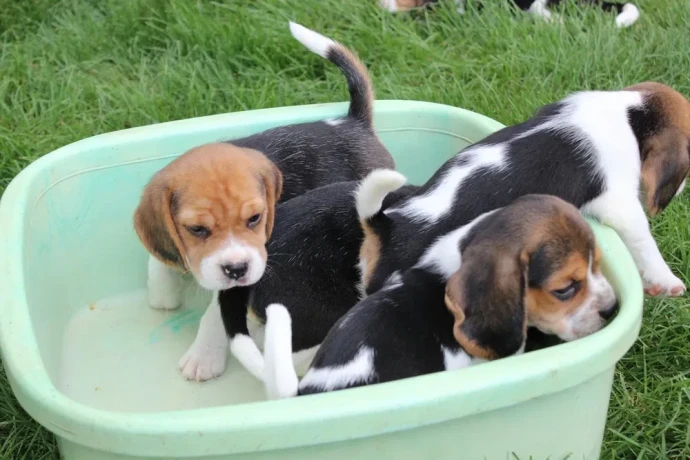 beagle-puppies-4-weeks-old-austin-texas-big-4