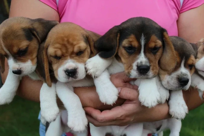 beagle-puppies-4-weeks-old-austin-texas-big-3