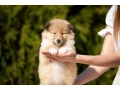 collie-puppies-7-weeks-old-san-antonio-texas-small-0