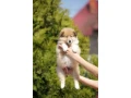 collie-puppies-7-weeks-old-san-antonio-texas-small-1