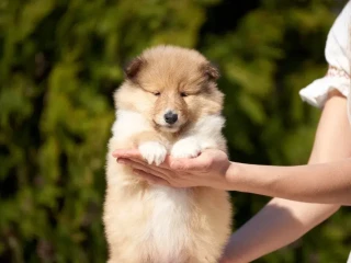 Collie puppies, 7 weeks old, San Antonio, Texas.