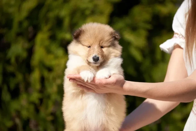 collie-puppies-7-weeks-old-san-antonio-texas-big-0