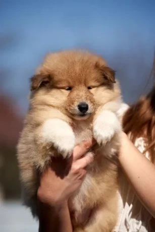 collie-puppies-7-weeks-old-san-antonio-texas-big-3