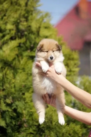 collie-puppies-7-weeks-old-san-antonio-texas-big-1