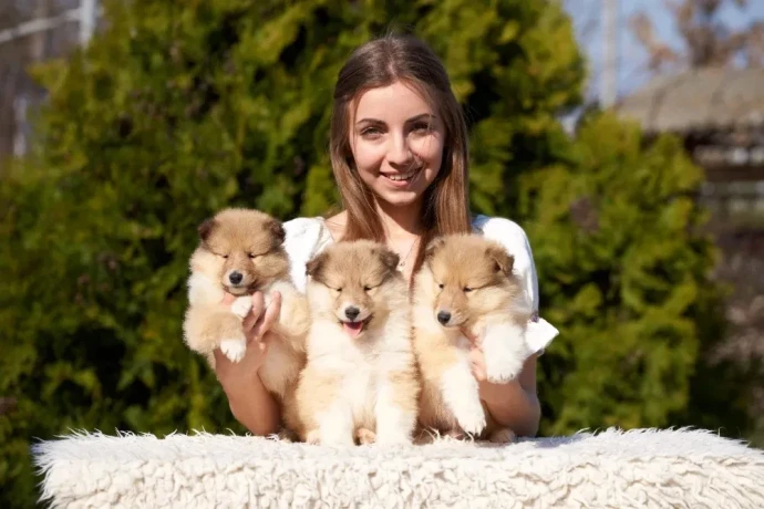 collie-puppies-7-weeks-old-san-antonio-texas-big-2