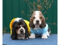 basset-hound-puppies-9-weeks-old-chicago-illinois-small-0