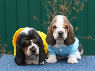 Basset Hound puppies, 9 weeks old, Chicago (Illinois)