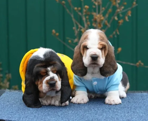 basset-hound-puppies-9-weeks-old-chicago-illinois-big-0