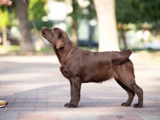 Labrador retriever puppies (chocolate)