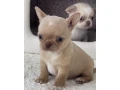 chihuahua-puppies-4-weeks-old-louisiana-small-1