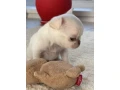 chihuahua-puppies-4-weeks-old-louisiana-small-6