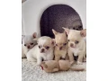 chihuahua-puppies-4-weeks-old-louisiana-small-7