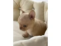 chihuahua-puppies-4-weeks-old-louisiana-small-5