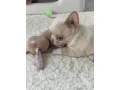 chihuahua-puppies-4-weeks-old-louisiana-small-4