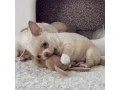 chihuahua-puppies-4-weeks-old-louisiana-small-2