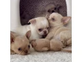 chihuahua-puppies-4-weeks-old-louisiana-small-3