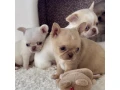 chihuahua-puppies-4-weeks-old-louisiana-small-0