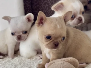 Chihuahua puppies, 4 weeks old, Louisiana