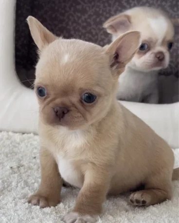 chihuahua-puppies-4-weeks-old-louisiana-big-1