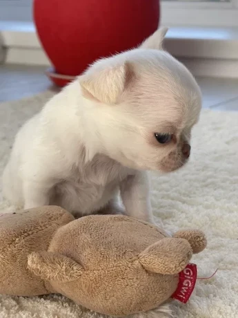 chihuahua-puppies-4-weeks-old-louisiana-big-6