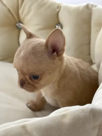 chihuahua-puppies-4-weeks-old-louisiana-big-5