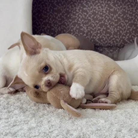 chihuahua-puppies-4-weeks-old-louisiana-big-2