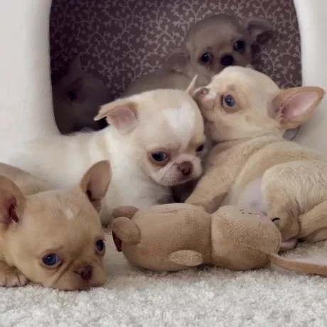 chihuahua-puppies-4-weeks-old-louisiana-big-3