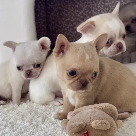 chihuahua-puppies-4-weeks-old-louisiana-big-0