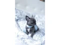 chihuahua-puppies-boy-8-weeks-old-las-cruces-new-mexico-small-1