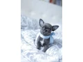 chihuahua-puppies-boy-8-weeks-old-las-cruces-new-mexico-small-0