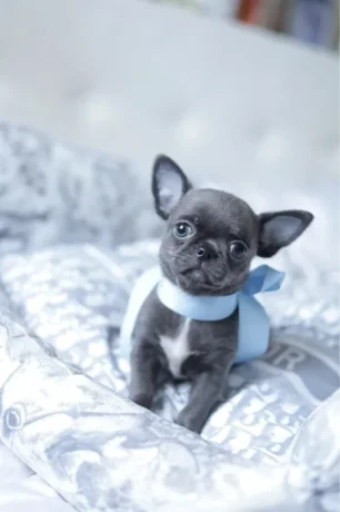 chihuahua-puppies-boy-8-weeks-old-las-cruces-new-mexico-big-0