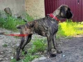 male-boxer-8-weeks-old-fishers-indiana-small-0