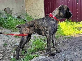 Male boxer, 8 weeks old, Fishers (Indiana)