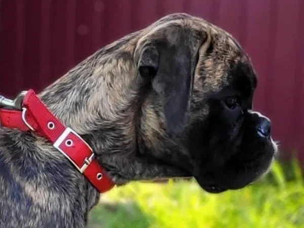 male-boxer-8-weeks-old-fishers-indiana-big-2