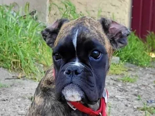 male-boxer-8-weeks-old-fishers-indiana-big-1