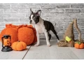 boston-terrier-puppies-8-weeks-old-st-paul-minnesota-small-0