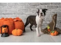 boston-terrier-puppies-8-weeks-old-st-paul-minnesota-small-6