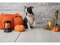 boston-terrier-puppies-8-weeks-old-st-paul-minnesota-small-4