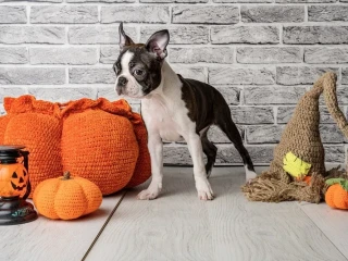 Boston terrier puppies, 8 weeks old, St. Paul, Minnesota.