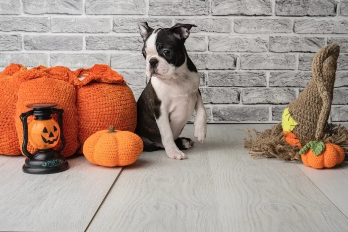 boston-terrier-puppies-8-weeks-old-st-paul-minnesota-big-4