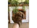 toy-poodle-puppies-7-weeks-old-jackson-new-jersey-small-5