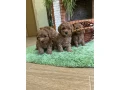 toy-poodle-puppies-7-weeks-old-jackson-new-jersey-small-0