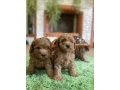 toy-poodle-puppies-7-weeks-old-jackson-new-jersey-small-2