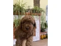 toy-poodle-puppies-7-weeks-old-jackson-new-jersey-small-1