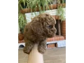 toy-poodle-puppies-7-weeks-old-jackson-new-jersey-small-3