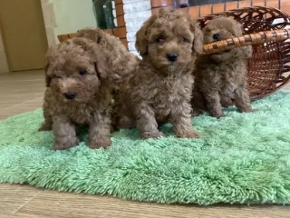 Toy Poodle puppies, 7 weeks old, Jackson (New Jersey)