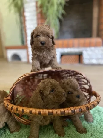 toy-poodle-puppies-7-weeks-old-jackson-new-jersey-big-4