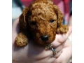 toy-poodle-puppies-2-months-old-detroit-michigan-small-0