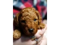 toy-poodle-puppies-2-months-old-detroit-michigan-small-4