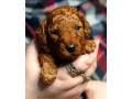 toy-poodle-puppies-2-months-old-detroit-michigan-small-1